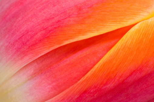 Close-up of tulip petals