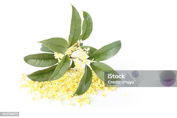 Foto de Flores De Osmanthus e mais fotos de stock de Bege - Bege, Botânica - Assunto, China