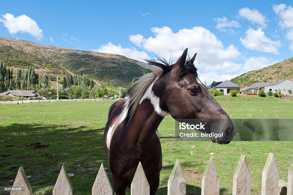 Zbliżenie z czarny Koń z zielony Łąka na niebieski niebo - Zbiór zdjęć royalty-free (Balustrada - Granica)