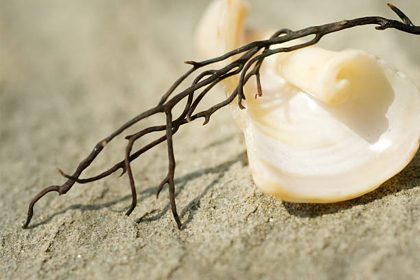 Spiral shells and seaweed on a rock stock photo