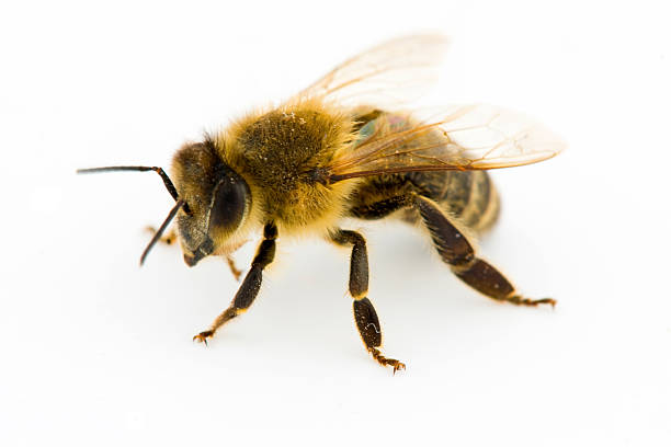 istock Close-up of honeybee on a white background 153730358