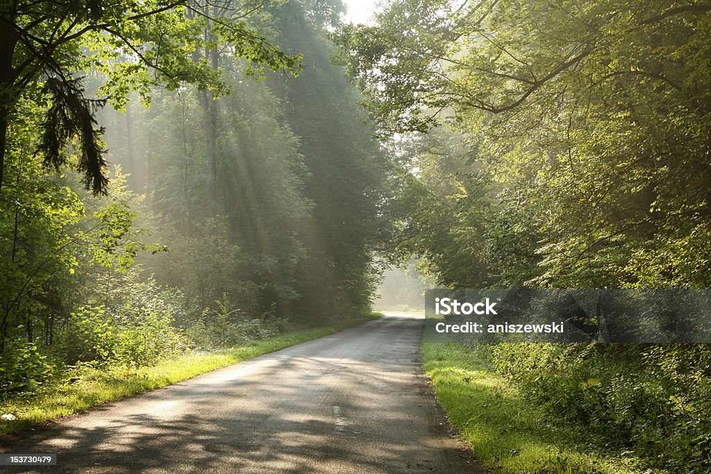 Estrada secundária de manhã - Royalty-free Cor verde Foto de stock