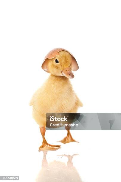 Amarelo Ducklings - Fotografias de stock e mais imagens de Agricultura - Agricultura, Amarelo, Animal