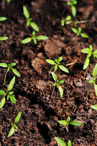 istock sprout of tomato 153730616