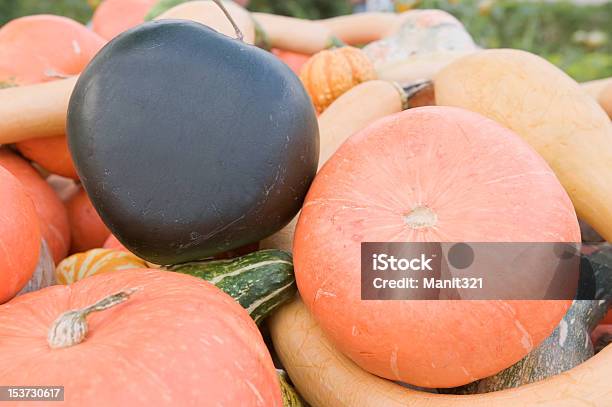 Pumpkins 스쿼시 및 조롱박 수확하다 0명에 대한 스톡 사진 및 기타 이미지 - 0명, 과일, 날것