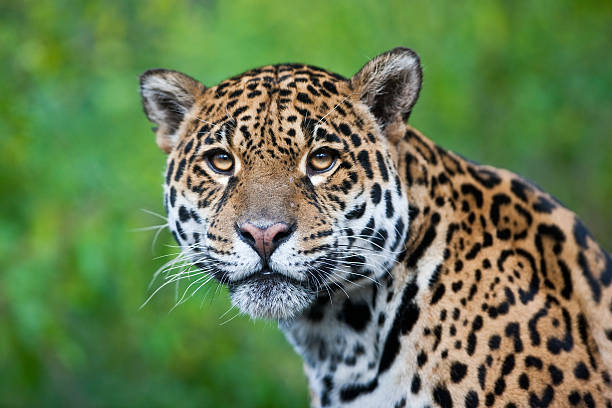 Photograph of a stunning Jaguar in the wild Jaguar - Panthera onca jaguar cat photos stock pictures, royalty-free photos & images