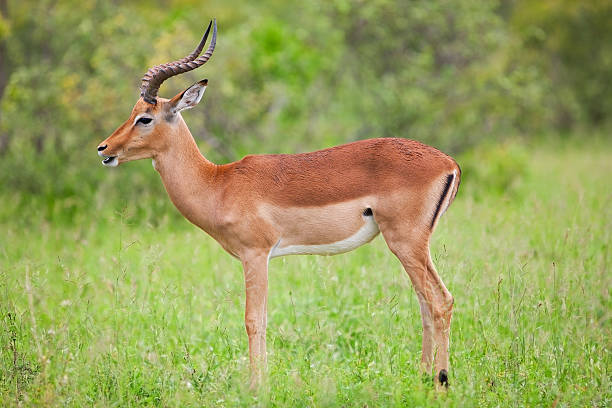 istock Impala antelope, Kruger National Park 153730687