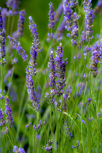 Fiori di lavanda - foto stock