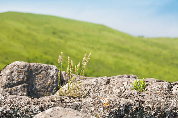 A rough old stone wall gave life to plants. Birth and extinction.