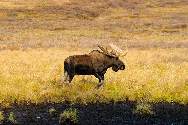 Photo of Wild Bull Moose