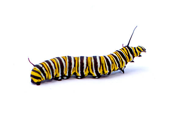Caterpillar Caterpillar isolated on white background monarch butterfly stock pictures, royalty-free photos & images