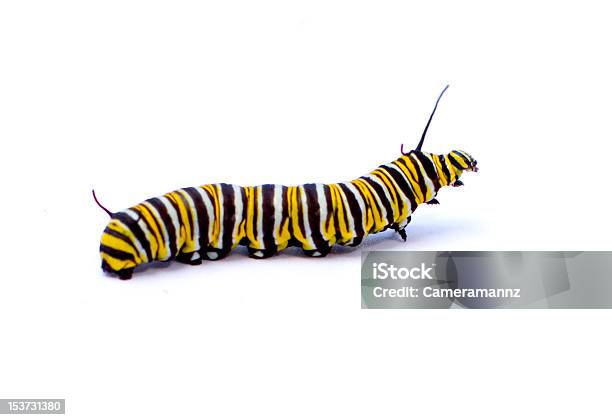 Caterpillar Stock Photo - Download Image Now - Caterpillar, Monarch Butterfly, Cut Out