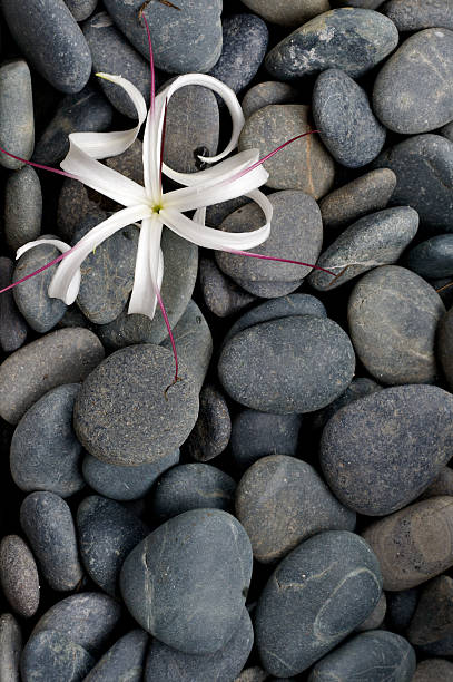 Flower on grey river stone pebbles stock photo