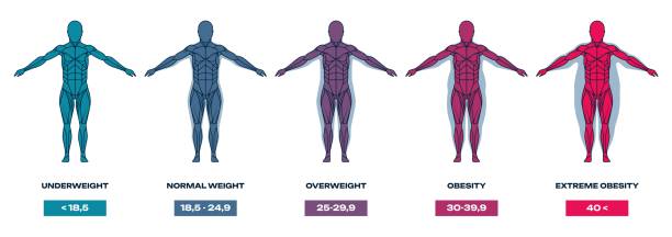 ilustrações, clipart, desenhos animados e ícones de índice de massa corporal. silhueta humana com diferentes formas e tamanhos, pessoas abaixo do peso, com sobrepeso e obesas. ilustração vetorial do gráfico de índice de massa - men muscular build abdominal muscle large