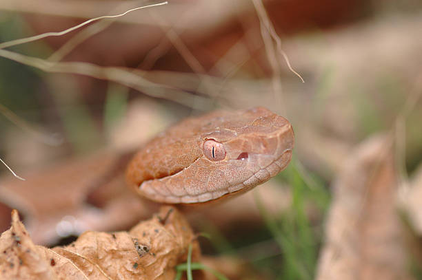 istock Agkistrodon contortrix phaeogaster 153731542
