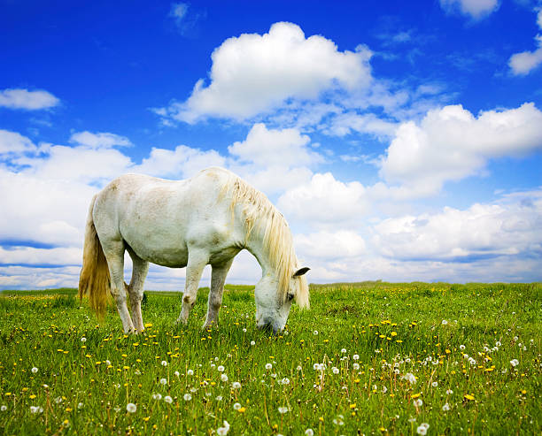 istock white horse on the meadow 153731659