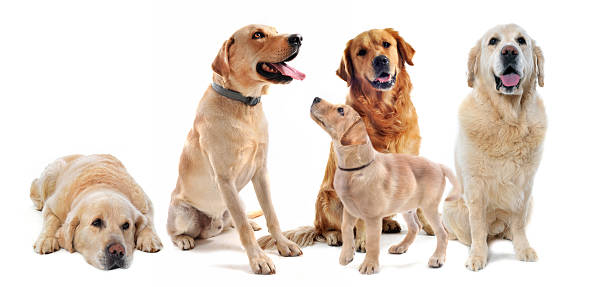 istock golden and labrador retriever 153731689