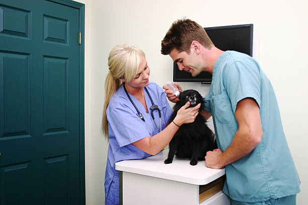 istock Dog receiving ear drops 153732102