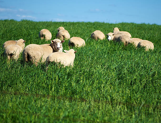 Merino Sheep in a lush paddock on an Australian farm These sheep were grazing in a lush green paddock in the spring in Australia.  sheep flock stock pictures, royalty-free photos & images
