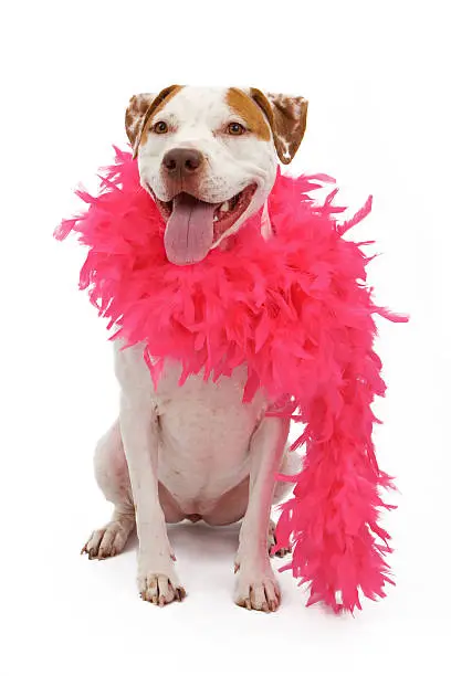 A white and tan American Staffordshire Terrier dog wearing a pink feather boa