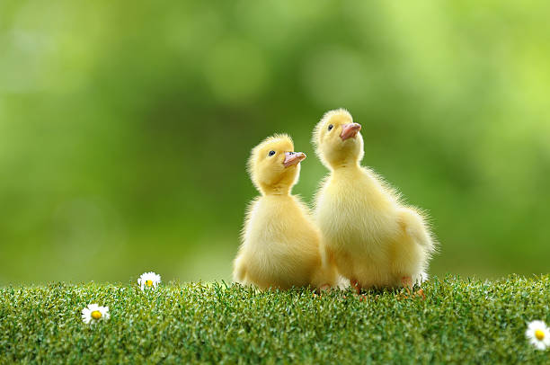 duckling two stock photo