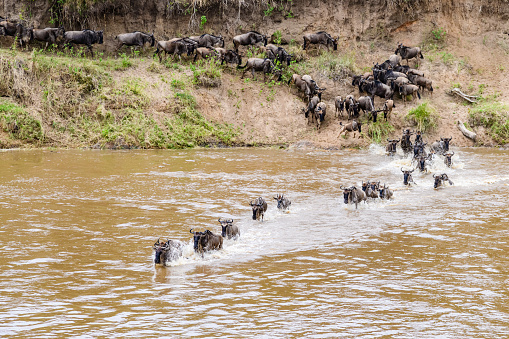 Wildebeests (Connochaetes) crossing Mara river at Serengeti national park, Tanzania. Great migration. Wildlife photo