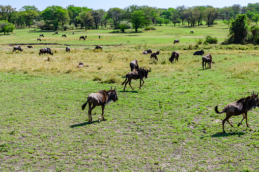 Wildebeests (Connochaetes) at Serengeti national park, Tanzania. Great migration. Wildlife photo