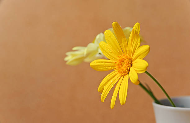 istock two flowers in a little vase 153733502
