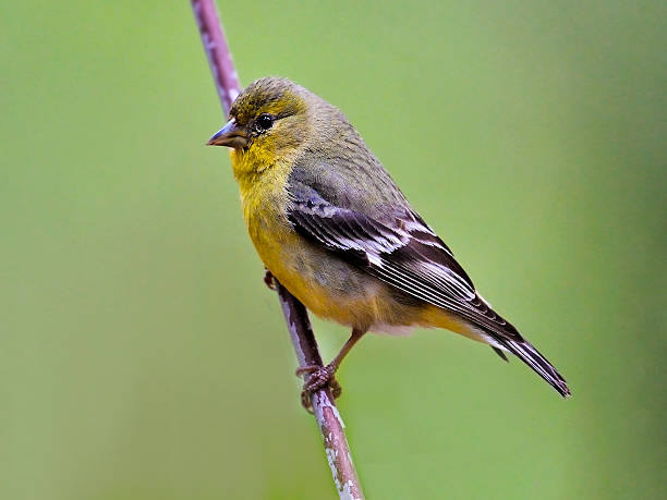 istock Lesser Goldfinch, Northern California 153733525