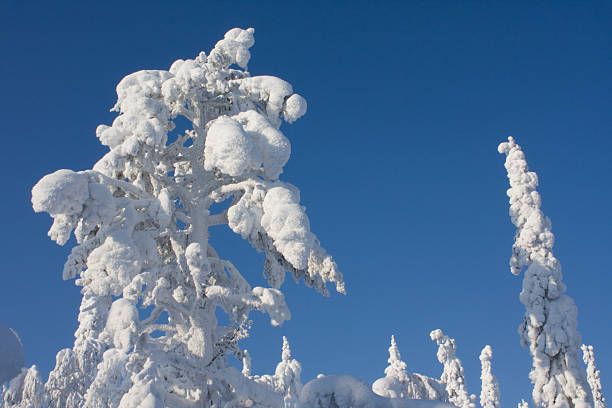 Snowy Trees in Lapland stock photo