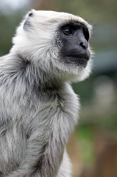 Grey Langur Close-Up stock photo