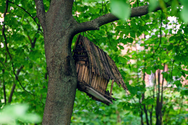 istock A very old feeder made of bamboo is broken on a tree 1537337495
