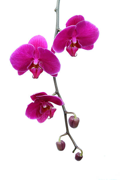 istock Pink butterfly orchid 153733843