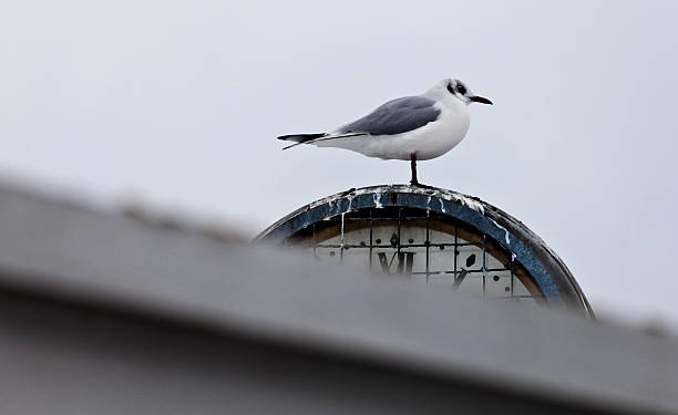 istock Seagull standing on a clock by the lake 153733893