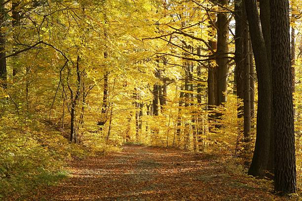 istock Forest lane in the sunshine 153733963