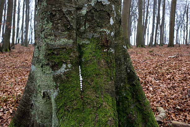 landart con piedras pequeñas dentro de un árbol - foto de stock