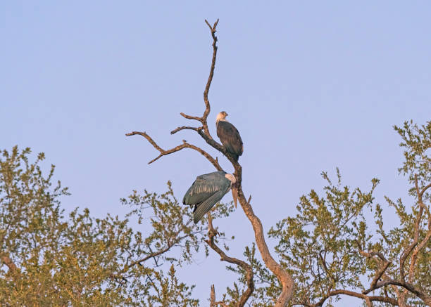 istock An African fish eagle and a Marabou Stork in a Tree 1537341409