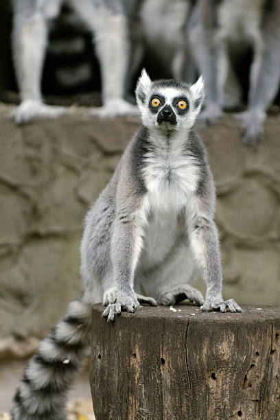 Shocked Lemur stock photo