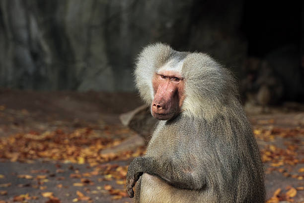 Old gray haired monkey stock photo