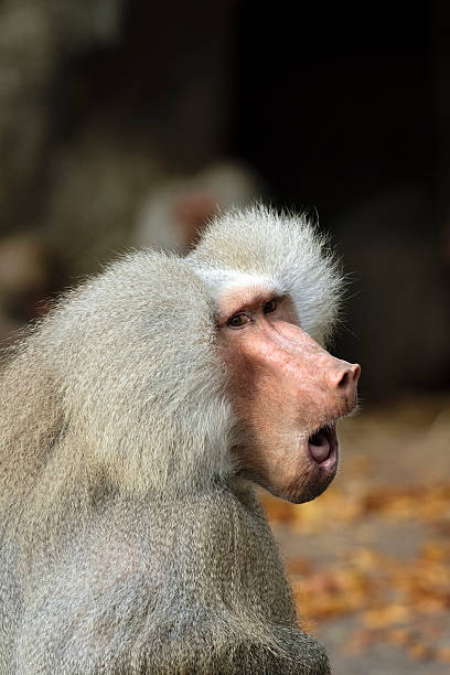 Astonished Hamadryas Baboon stock photo