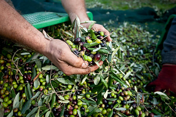 istock Hands Full of Olives during Harvesting 153734250