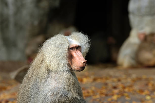 Old Monkey stock photo