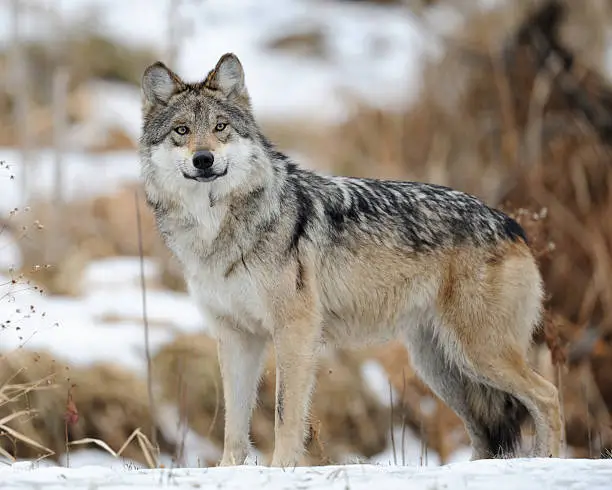 Mexican gray wolf (Canis lupus baileyi) standing in the snow