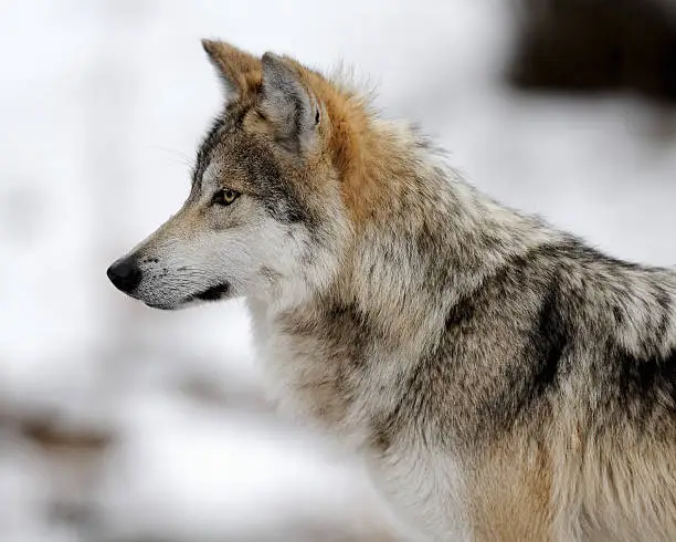 Profile of a Mexican gray wolf (Canis lupus baileyi) in the winter
