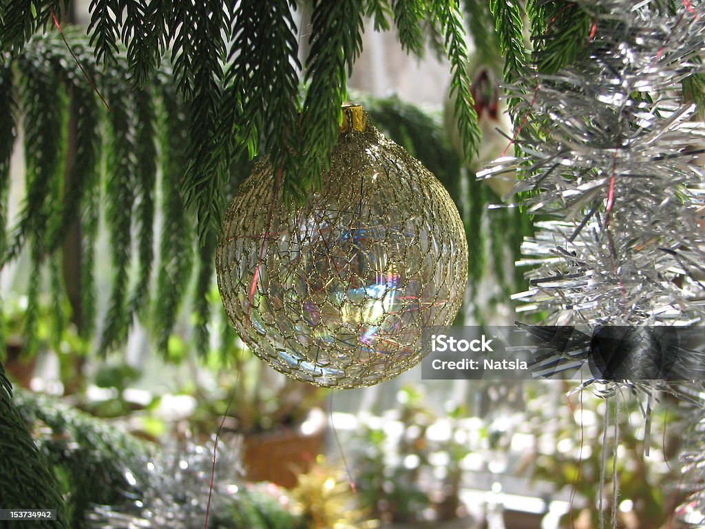 Araucaria as  Christmas / New Year's tree pine decorated Christmas Stock Photo