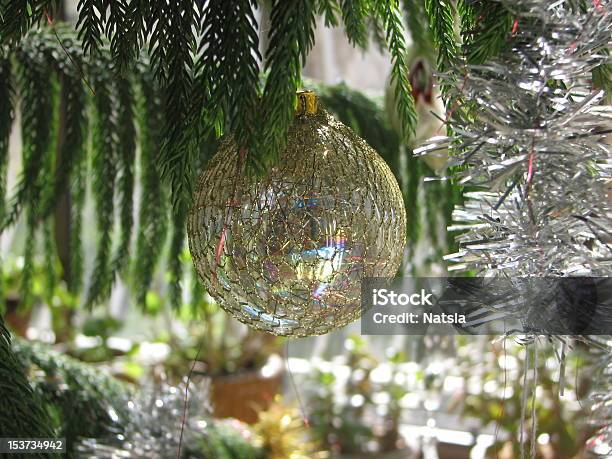 Araucaria As Christmas New Years Tree Stock Photo - Download Image Now - Christmas, Norfolk Island Pine, Branch - Plant Part