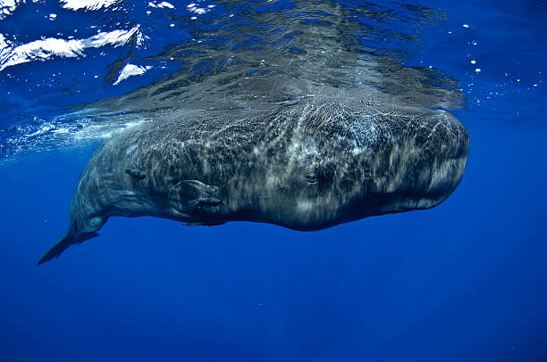 Sperm Whale A giant sperm whale surfaces to breath. sperm whale stock pictures, royalty-free photos & images