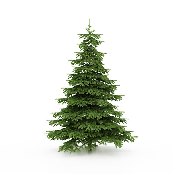 Christmas Tree Christmas Tree Isolated on White Background spruce stock pictures, royalty-free photos & images