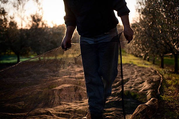 peasant redes durante a colheita com azeitonas - olive olive tree italy italian culture - fotografias e filmes do acervo