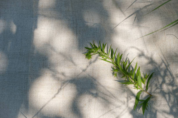 Green plant. Hemp cloth or towel.